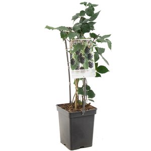 Bramenstruik (Rubus frut. Black Satin - draagbeug), in pot