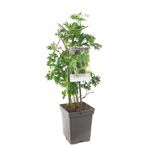 Bramenstruik (Rubus frut. Thornl Evergreen - draa), in pot