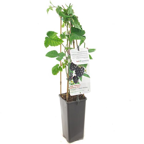 Bramenstruik (Rubus fruticosus Chester Thornless), in pot