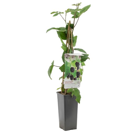 Bramenstruik (Rubus fruticosus Thornfree), in pot