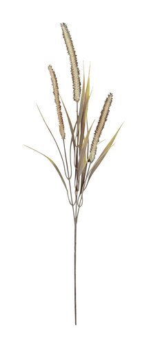 Bristlegrass H 84 cm bruin