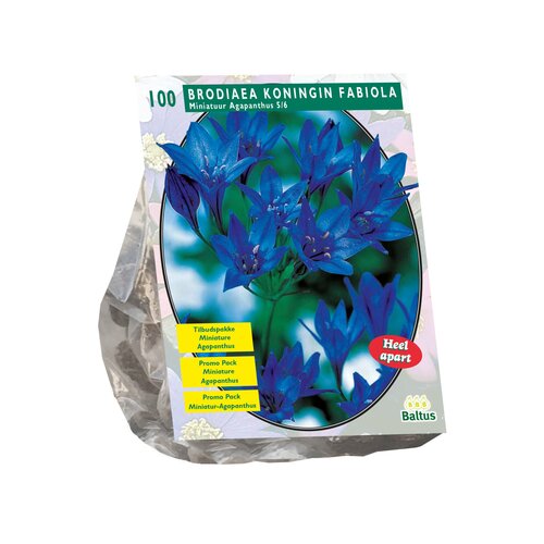 Brodiaea Fabiola per 100 - afbeelding 1