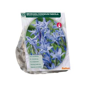 Brodiaea Fabiola per 100 - afbeelding 2