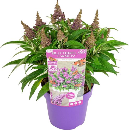 Buddleja Butterfly Candy Little Mix 19cm-pot