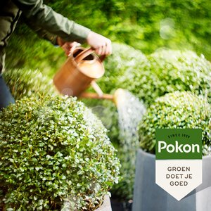 Pokon Buxus&Ilexmest 2.5kg - afbeelding 4