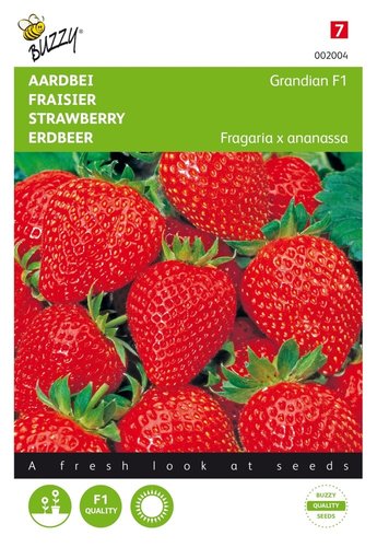 Buzzy® Aardbeien Grandian F1 - afbeelding 1