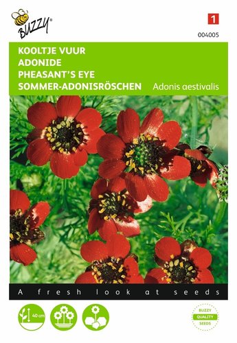 Buzzy® Adonis, Kooltje Vuur roodbloeiend - afbeelding 1