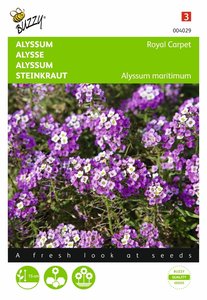 Buzzy® Alyssum Royal Carpet - afbeelding 1