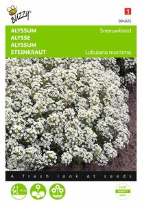 Buzzy® Alyssum Sneeuwkleed - afbeelding 1