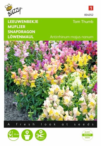 Buzzy® Antirrhinum, Leeuwenbekje Tom Thumb gemengd - afbeelding 1