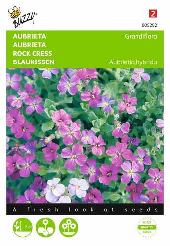 Buzzy® Aubrieta Grandiflora gemengd - afbeelding 1