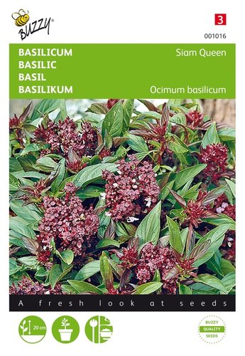 Buzzy® Basilicum Siam Queen - afbeelding 1