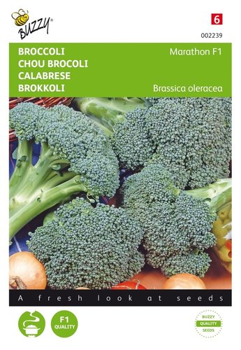 Buzzy® Broccoli Marathon F1 - afbeelding 1