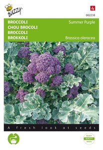 Buzzy® Broccoli Summer Purple - afbeelding 1