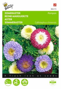 Buzzy® Callistephus, Zomeraster Pompon gemengd - afbeelding 1