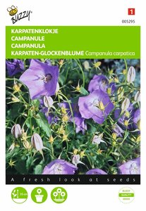 Buzzy® Campanula, Karpatenklokje Blauw - afbeelding 1