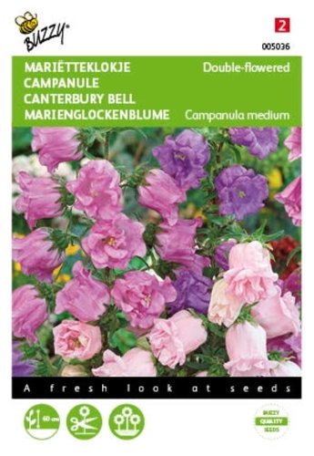 Buzzy® Campanula, Mariëtteklokje dubbelbloemig - afbeelding 1