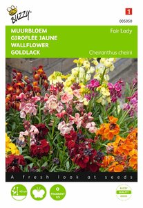 Buzzy® Cheiranthus , Muurbloem Fair Lady gemengd - afbeelding 1