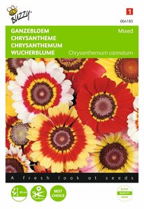 Buzzy® Chrysanthemum, Ganzebloem gemengd - afbeelding 1