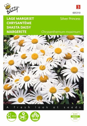 Buzzy® Chrysanthemum, Lage Margriet Silver Princess - afbeelding 1