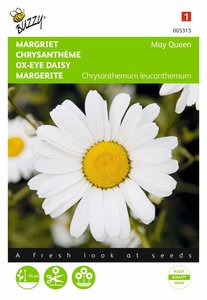 Buzzy® Chrysanthemum, Margriet May Queen - afbeelding 1