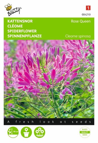 Buzzy® Cleome, Kattensnor Rose Queen - afbeelding 1