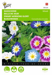 Buzzy® Convolvulus, Dagschone gemengd - afbeelding 1