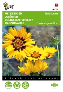 Buzzy® Coreopsis, Meisjesogen Early sunrise - afbeelding 1