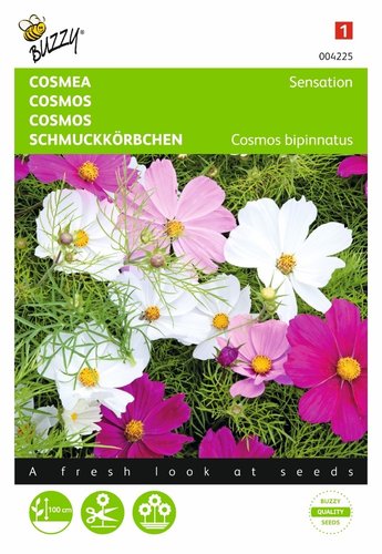 Buzzy® Cosmos, Cosmea Sensation gemengd - afbeelding 1