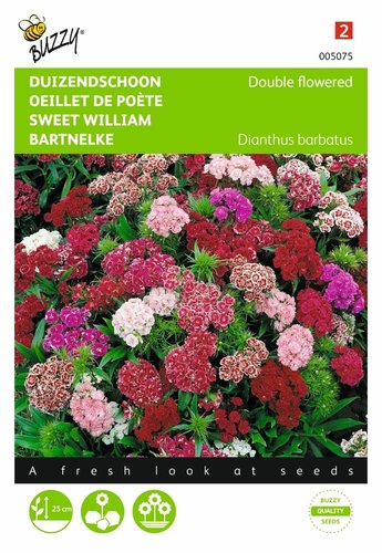 Buzzy® Dianthus, Duizendschoon dubbelbloemig gemengd - afbeelding 1