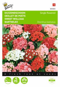 Buzzy® Dianthus, Duizendschoon enkelbloemig gemengd - afbeelding 1