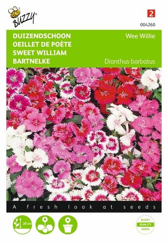 Buzzy® Dianthus, Duizendschoon Wee Willie gemengd - afbeelding 1