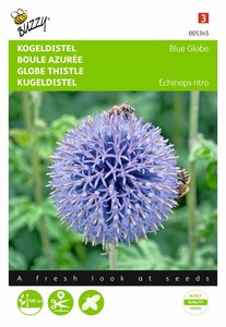 Buzzy® Echinops, Kogeldistel Blue Globe - afbeelding 1