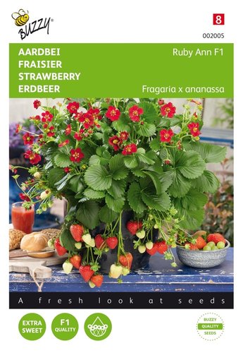 Buzzy® Hangaardbei Ruby Ann F1 roodbloeiend - afbeelding 1