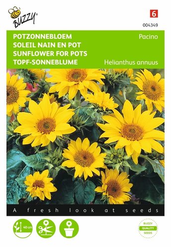 Buzzy® Helianthus, lage Potzonnebloem Pacino - afbeelding 1