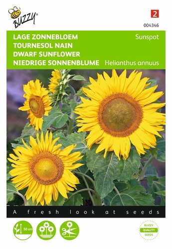 Buzzy® Helianthus, lage zonnebloem Sunspot geel - afbeelding 1