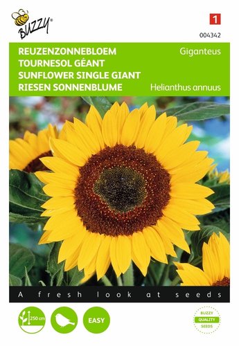 Buzzy® Helianthus, Reuzenzonnebloem Giganteus - afbeelding 1