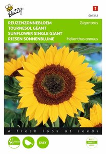 Buzzy® Helianthus, Reuzenzonnebloem Giganteus - afbeelding 1
