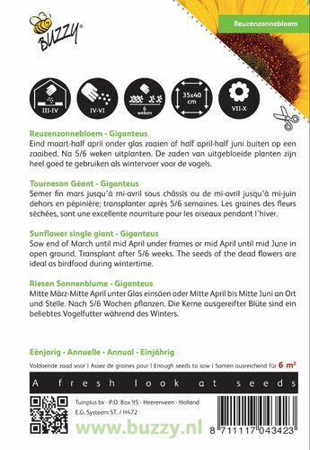 Buzzy® Helianthus, Reuzenzonnebloem Giganteus - afbeelding 2