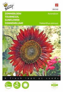 Buzzy® Helianthus, Zonnebloem Avondzon - afbeelding 1