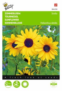 Buzzy® Helianthus, Zonnebloem Stella kleinbloemig - afbeelding 1