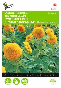 Buzzy® Helianthus, Zonnebloem Sungold dubbelbloemig laag - afbeelding 1