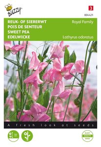 Buzzy® Lathyrus, Reuk- of siererwt Royal Family roze - afbeelding 1