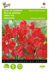 Buzzy® Lathyrus, Reuk- of siererwt Royal Family Scarlet - afbeelding 1