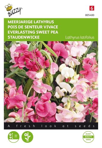 Buzzy® Lathyrus, Sier- of Reukerwt meerjarig - afbeelding 1