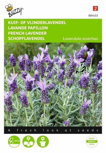 Buzzy® Lavandula, Kuif- of Vlinderlavendel - afbeelding 1