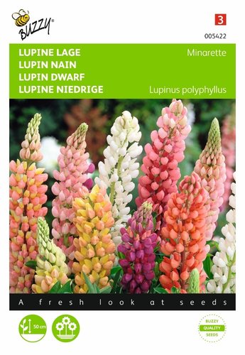 Buzzy® Lupinus, lage Lupine Minarette - afbeelding 1