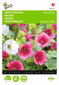 Buzzy® Malope, Trechtermalva Grandiflora gemengd - afbeelding 1