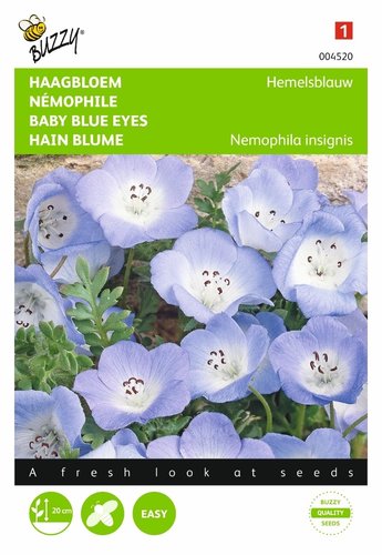 Buzzy® Nemophila, Haagbloem Hemelsblauw - afbeelding 1