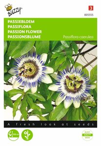Buzzy® Passiflora, Passiebloem - afbeelding 1
